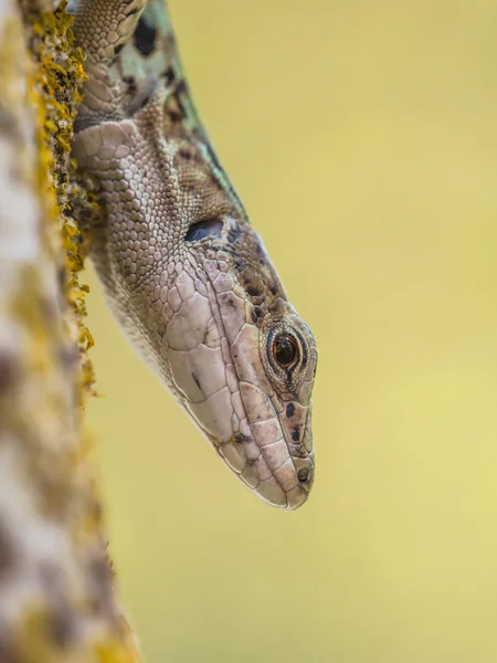 Італійський ящірка стіни (Podarci сицилійський), дивлячись з дерева — стокове фото