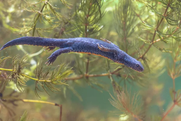 Female Alpine Newt Swimming through Water Vegetation — Stock Photo, Image