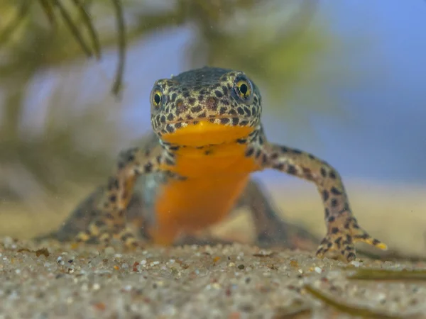 Imagem frontal do macho Alpine Newt — Fotografia de Stock