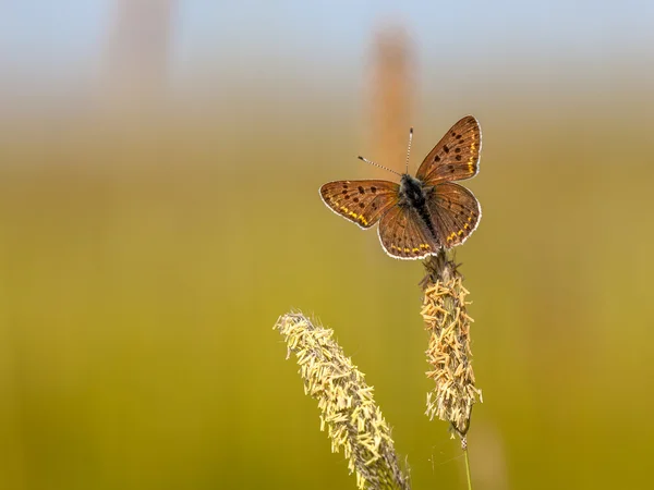 Ukoptěné Měděný motýl na trávě — Stock fotografie