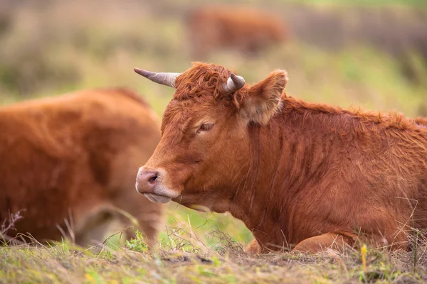 Mucca sdraiata nel campo — Foto Stock