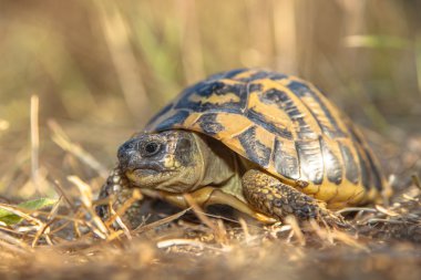 Hermann's tortoise (Testudo hermanni) in Grassy Environment Ital clipart