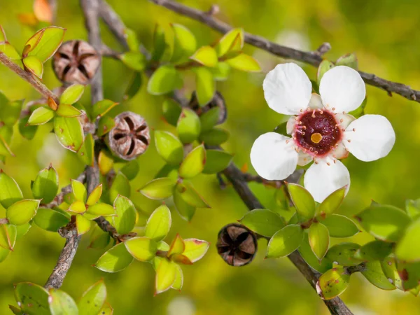 Dettaglio fiore manuka — Foto Stock