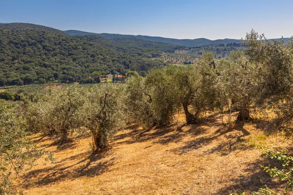 Olive plantage in Toscane — Stockfoto