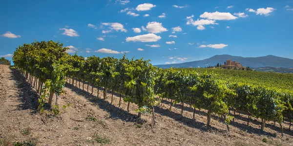 在托斯卡纳葡萄酒庄园的葡萄园全景 — 图库照片