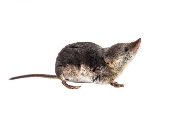 Isolated Common shrew (Sorex araneus) with clipping path clipart