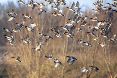 Avrasya wigeon (Anas penelope) uçuş sürüsü
