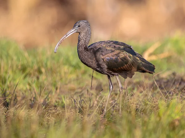 Zwiedzanie ibis błyszczący (Plegadis falcinellus) — Zdjęcie stockowe
