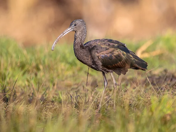 Ходячий глянцевый ибис (Plegadis falcinellus ) — стоковое фото