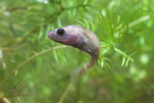 Территориальные Ninespine Stickleback на дисплее — стоковое фото