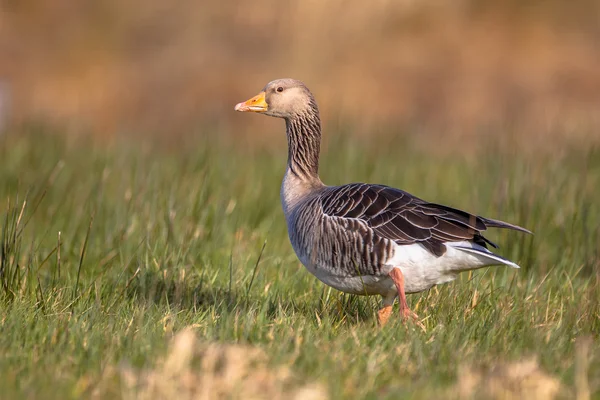 Grågås (Anser anser) går genom gräs — Stockfoto