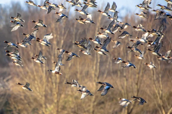 Flock of Eurasian wigeon (Anas penelope) in flight — Stock Image Flock of Eurasian wigeon (Anas penelope) in flight Stock Picture
