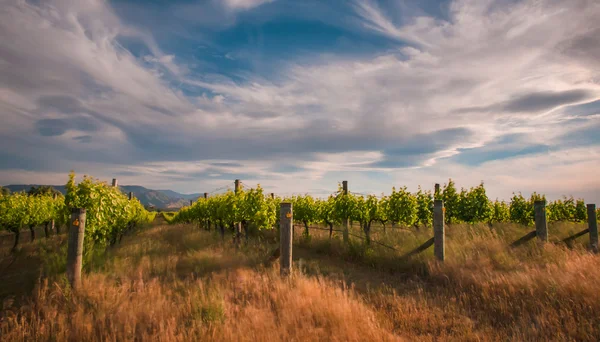 New zealand vineyard near Blenheim under a dramatic sky — Stock Photo, Image