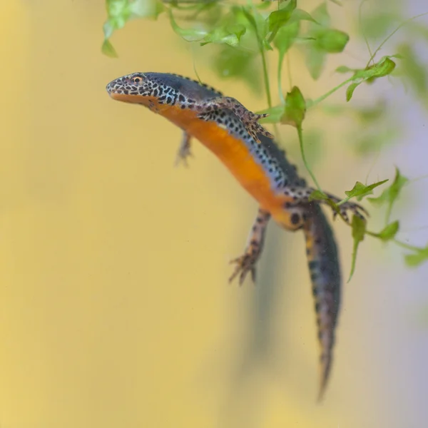 Newt alpino com fundo amarelo — Fotografia de Stock