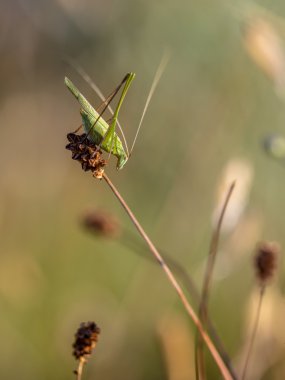Orak-Bush kriket (Phaneroptera falcata) bir çim Fi rulman