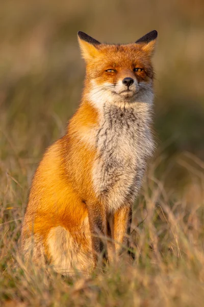 Kırmızı arka ayakları üzerinde oturan tilki (Vulpes vulpes) — Stok fotoğraf