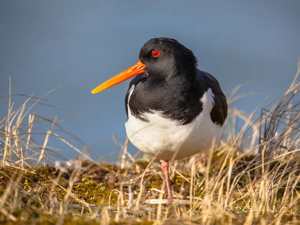 Oystercatcher eurasien également connu sous le nom de l'oystercatch pied commun — Photo