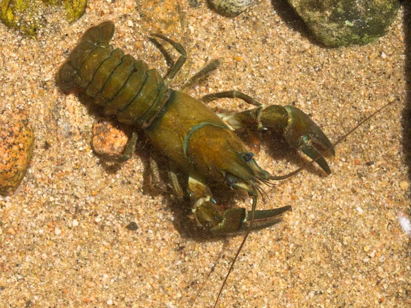European broad-fingered Crayfish — Stock Photo, Image