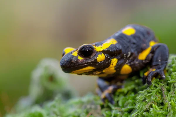 Head of a Fire salamander in its natural habitat — Stock Photo, Image