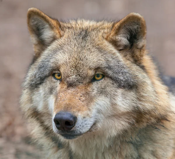 危険な灰色オオカミのクローズ アップ — ストック写真