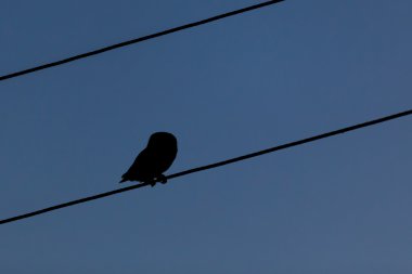 Karanlıktaki küçük baykuş