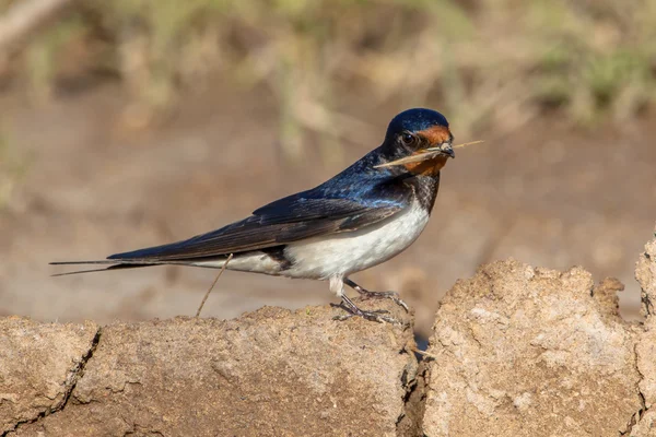 Barn swallow — Stock Photo, Image