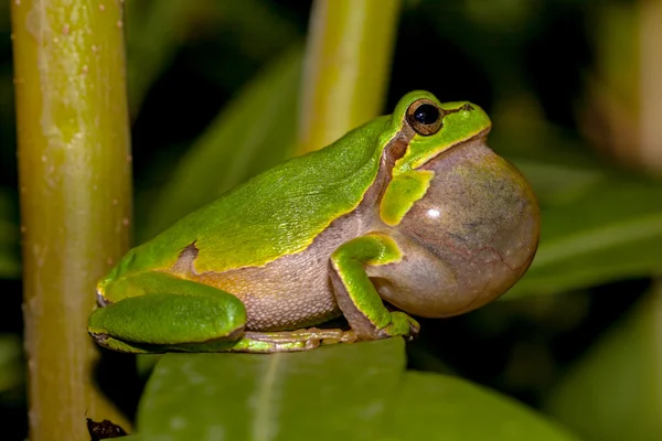 Croaking European tree frog — Stock Photo, Image