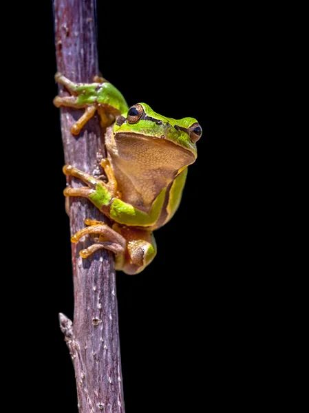 Escalada árvore europeia sapo no fundo preto — Fotografia de Stock