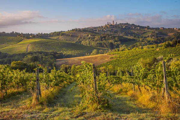 Druvor och vinstockar nära toskansk by — Stockfoto