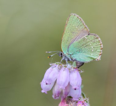 Yeşil Hairstreak (Callophrys rubi) kelebek yeşil Camoufla ile