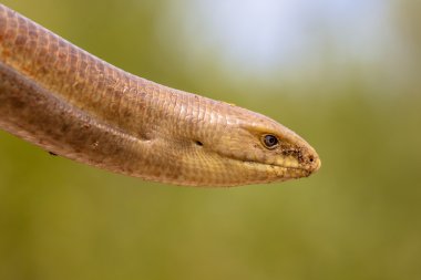 Bir Sheltopusik başkanı