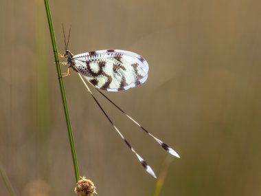 Karınca aslan Nemoptera böcek