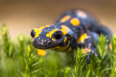 Close up of Fire salamander in its natural habitat clipart
