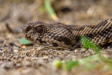 Viper baş yukarı kapatın