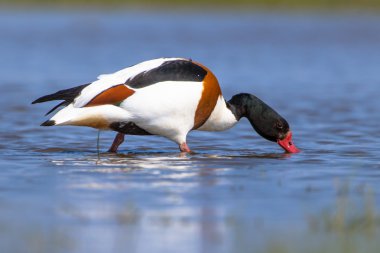 Ortak shelduck sığ sularda besleme