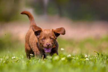 Küçük köpek bahçede çalışan