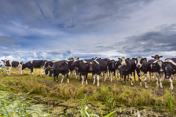 Grupa krów na polu — Zdjęcie stockowe