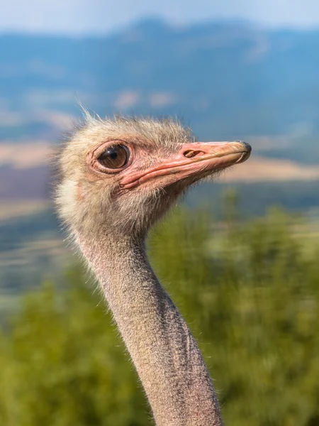 Side of Head of an African Ostrich — Stock Photo, Image