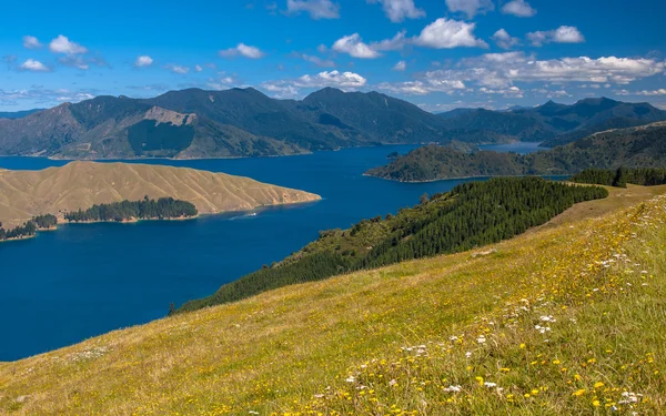 Bloemen op de helling van de heuvels in de fjorden van Fitzroy Bay Marlb — Stockfoto