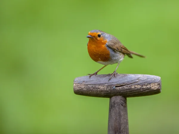 Robin perched on a handle — Stock Photo, Image