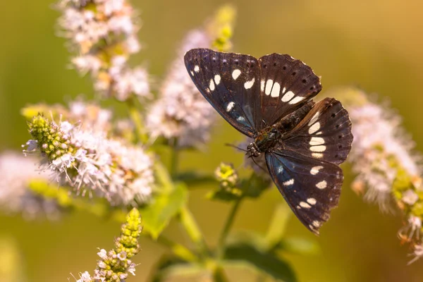 Southern White Admiral Butterfly (Limenitis reducta) Feeding on — Stock Photo, Image