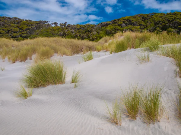 Dune vegetationen på Wharariki Beach — Stockfoto