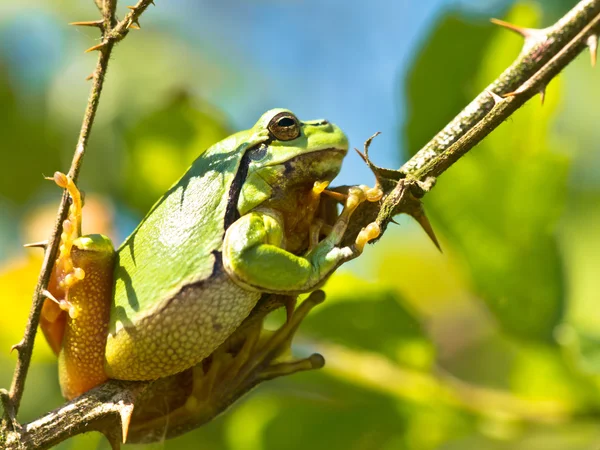 Treefrog salvaje —  Fotos de Stock
