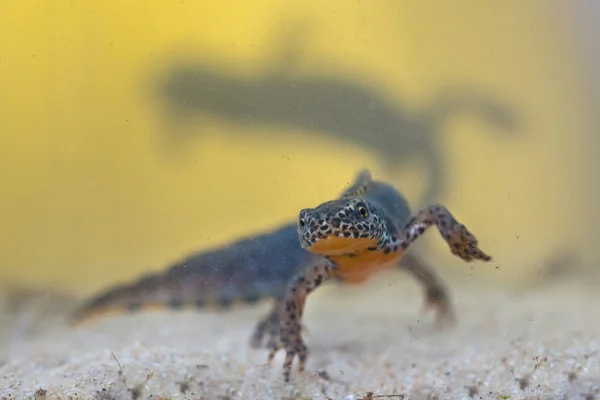 Mužské Alpine Newt s žena v pozadí — Stock fotografie