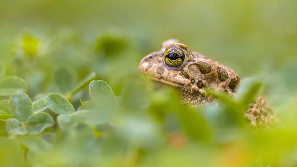 Zelená žába prohlížení z trávy — Stock fotografie