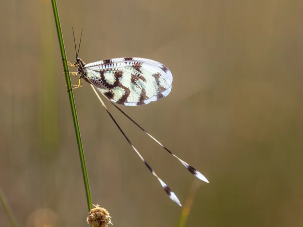 Ant lion Nemoptera insecte — Photo