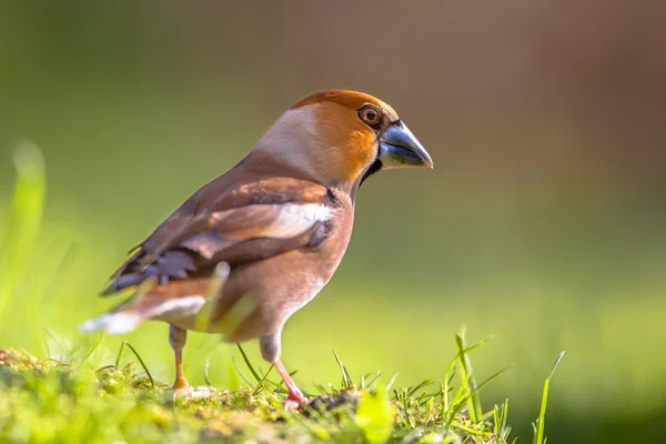 Hawfinch — Stock fotografie