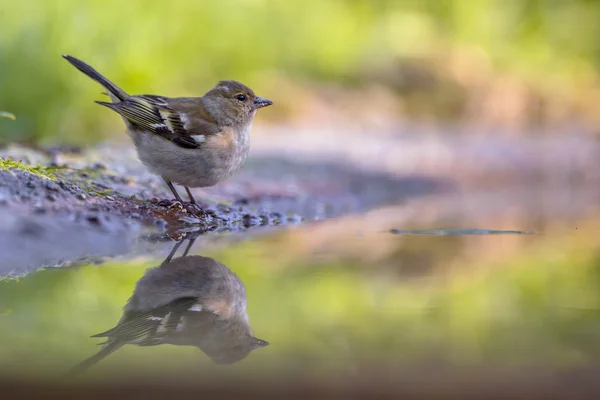 Female Chaffinch drinking water — Stock Photo, Image