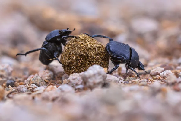 İki moiling güçlü gübre böcekler