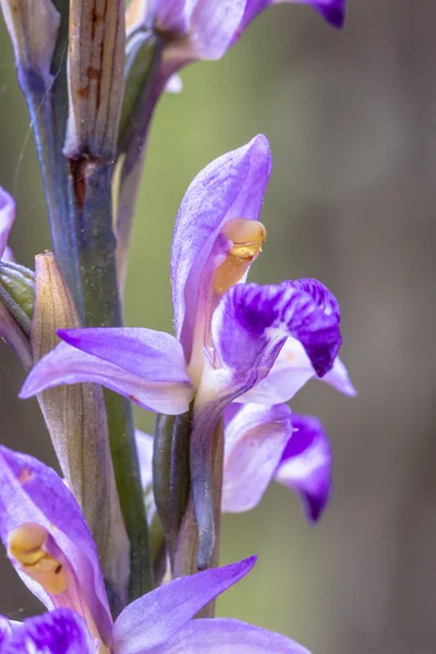 Fialový květ Limodore zblízka — Stock fotografie
